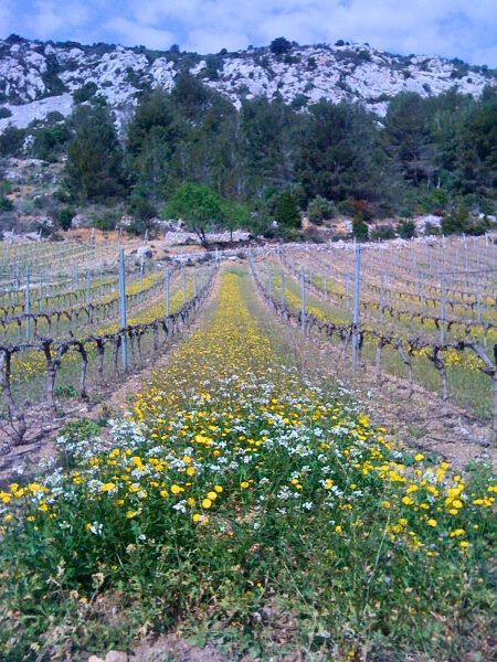 Domaine de sabbat vignes